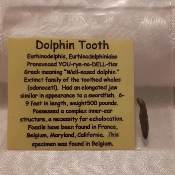 Dolphin Tooth Fossil - Picture 1 of 1